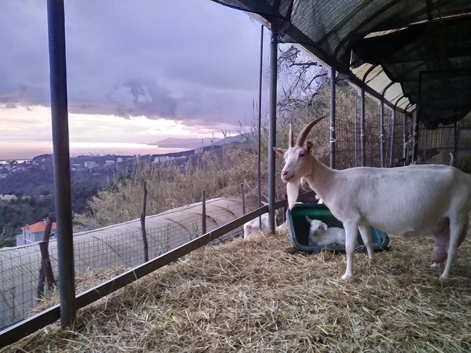 Agriturismo Fattoria Montecontessa Villa Genova Eksteriør billede