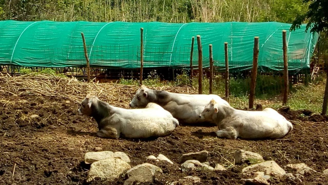 Agriturismo Fattoria Montecontessa Villa Genova Eksteriør billede