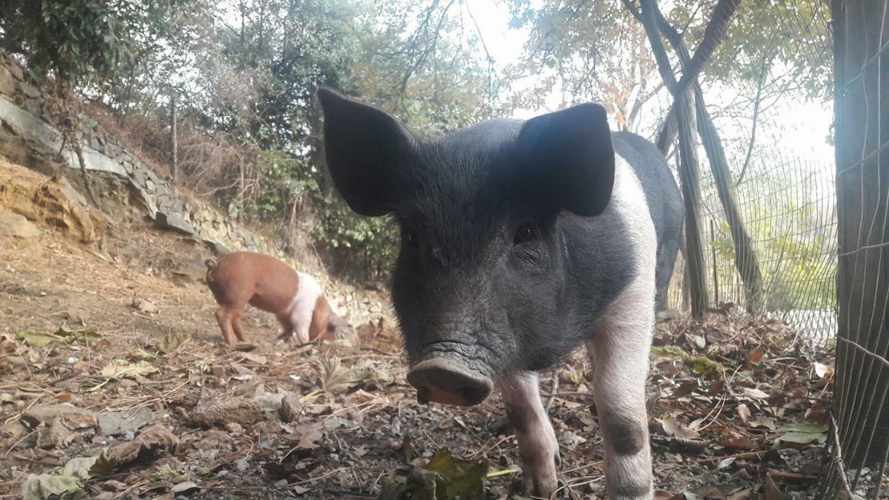 Agriturismo Fattoria Montecontessa Villa Genova Eksteriør billede